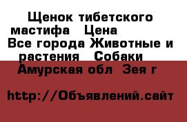 Щенок тибетского мастифа › Цена ­ 60 000 - Все города Животные и растения » Собаки   . Амурская обл.,Зея г.